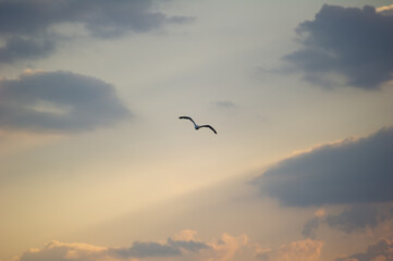 A lone bird soars through a softly lit sky, silhouetted against the warm hues of sunrise and scattered clouds.