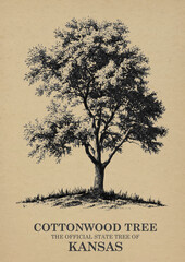 Kansas State Tree Cottonwood Wall art Poster, Illustration For Wall Hanging Home Decoration Vintage Wall Art, Us State Poster