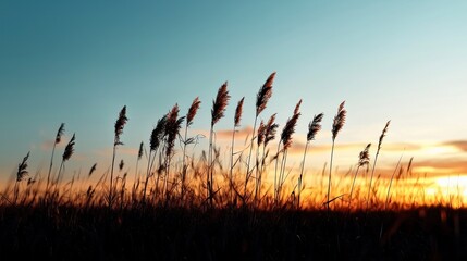 Obraz premium Silhouettes of tall grasses at sunset