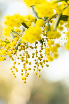 blossoms of golden wattle in the morning sunlight close up