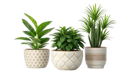collection of beautiful plants in ceramic pots isolated on white background. 3d rendering. isolated on white background
