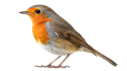 Fototapeta premium collection of the most common european birds, isolated on white background isolated on white background