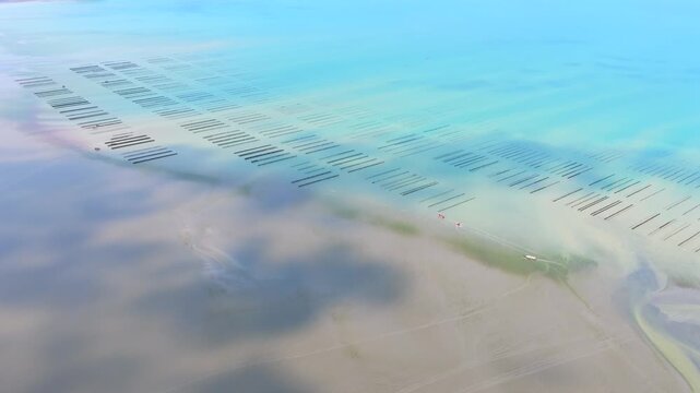 Aerial view of farmers harvesting mussels and oysters at low tide