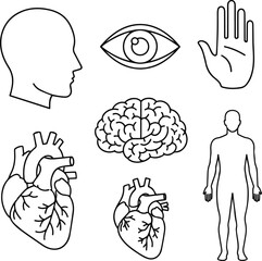 Isolated a Human body parts and internal organs in simplified linear style vector illustration set. Includes head, eye, hand, brain, heart, and full body silhouette in black stroke design. vector art 