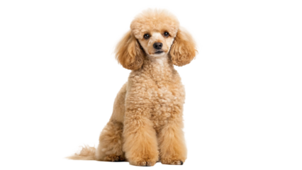 cute little poodle sitting isolated on transparent background isolated on white background