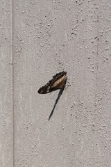 Blue Moon Butterfly (Hypolimnas bolina) Resting on Grey Rough Wall Upside Down. Macro and detailed shot