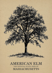 Massachusetts State Tree American elm Wall art Poster, Illustration For Wall Hanging Home Decoration Vintage Wall Art, Us State Poster