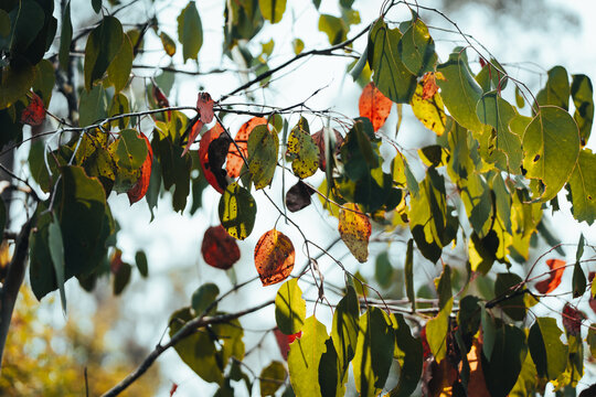 Tree branches with green and autumn hues on a sunny day.
