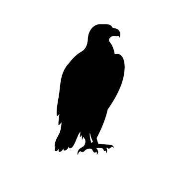 Elegant silhouette of a majestic eagle standing tall against a white backdrop