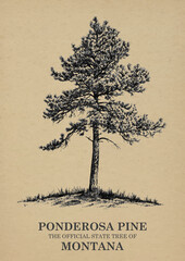 Montana State Tree Ponderosa pine Wall art Poster, Illustration For Wall Hanging Home Decoration Vintage Wall Art, Us State Poster