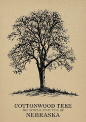 Nebraska State Tree Cottonwood Wall art Poster, Illustration For Wall Hanging Home Decoration Vintage Wall Art, Us State Poster