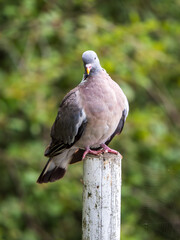 Wood Pigeon Sitting on a Post