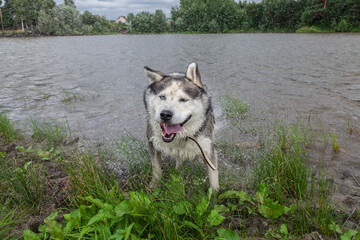 Husky dog shaking off water after bathing.blur