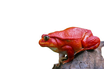 Adult female Tomato frog on isolated white background. Beautiful big frog with red skin climbs up brown wood. Tomato frogs are native animal and endanger species in natural of Madagascar’s rainforest.