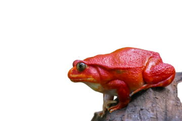 Adult female Tomato frog on isolated white background. Beautiful big frog with red skin climbs up brown wood. Tomato frogs are native animal and endanger species in natural of Madagascar’s rainforest.