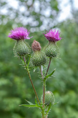 Bunch of purple flowers with green stems