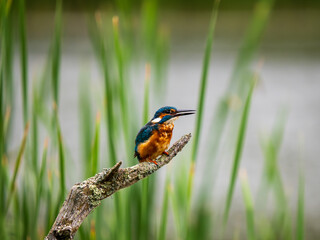 Kingfisher Perched on a Post