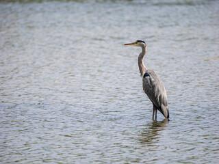 Grey Heron Fishing in a Lake