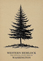 Washington State Tree Western hemlock Wall art Poster, Illustration For Wall Hanging Home Decoration Vintage Wall Art, Us State Poster