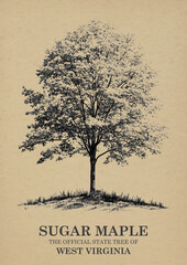 West Virginia State Tree Sugar maple Wall art Poster, Illustration For Wall Hanging Home Decoration Vintage Wall Art, Us State Poster