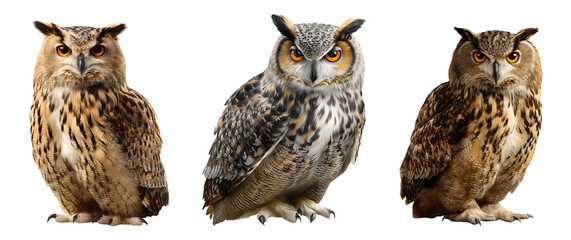 Fototapeta premium Set of owl for Halloween, isolated on transparent background.