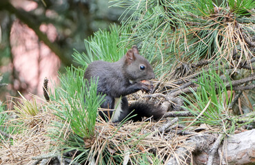 a black squirrel (sciurus carolinensis) eats a nut in a tree