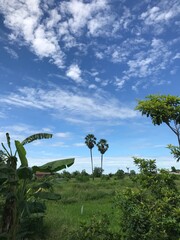 palm trees and blue sky
