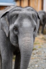 Fototapeta premium Closeup of an elephant in a natural habitat setting.