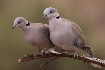 Two Doves
