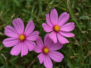 Three Pink Flowers in a Grassy Field, A CloseUp View of Floral Beauty in Nature.