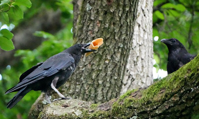two carrion crows (corvus corone) sit on a tree branch, one with an ice cream cone in its beak