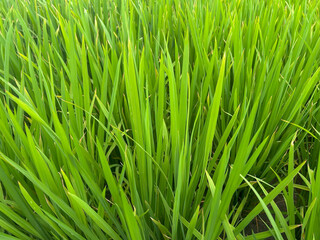 Agricultural Paddy field close up shot in day light