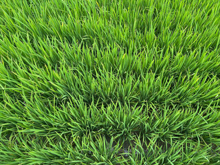 Agricultural Paddy field close up shot in day light
