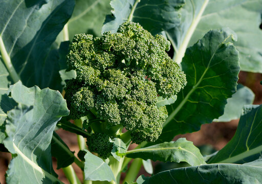 Closeup of a broccoli plant growing on a field