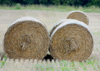 large round hay bales on a field near a forest after the harvest