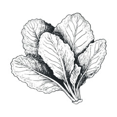 Detailed black and white sketch of lettuce leaves on white background