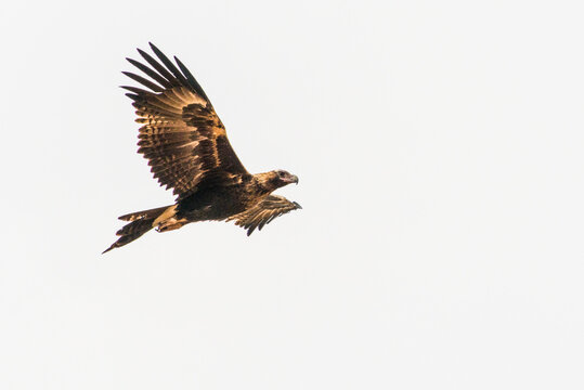 Wedge-tailed eagle soaring with wings spread wide.