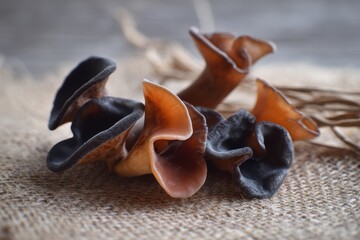 Wood Ear Mushrooms. Auricularia Fungus Growing on Wooden Surface in Nature