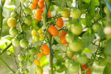 Juicy cherry tomatoes growing on a vine, ready for harvest. Perfect for salads or snacks.