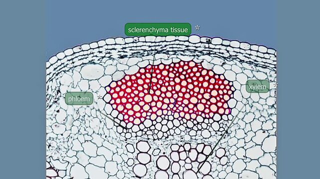Sc;erenchyma tissue