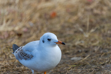 草原に立つユリカモメの姿