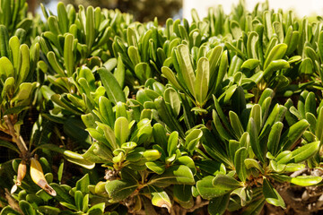 High-resolution image of vibrant green leaves, perfect for nature, botany, or environmental themes. Ideal for websites, blogs, and print.
