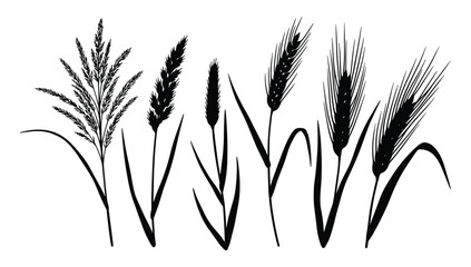 Black Silhouette of Various Wheat and Grass Stalks Vector Illustration Isolated on White Background
