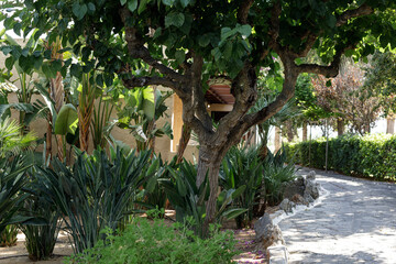Stock photo of a beautiful Mediterranean garden path lined with lush greenery, plants, and trees. Perfect for travel, nature, and hospitality w
