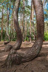 Das Naturdenkmal Krzywy Las (deutsch: „Krummer Wald“) ist eine Sehenswürdigkeit in der Nähe von Gryfino in Polen mit etwa 100 krummen Kiefern