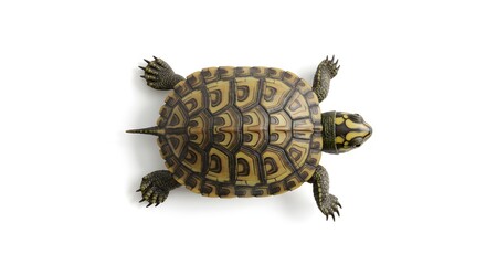 Turtle top view