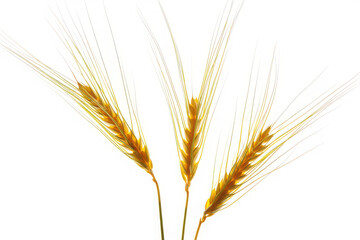 Fototapeta premium Three golden wheat stalks with detailed grains on a white background