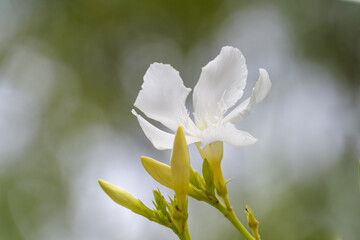 白いキョウチクトウの花とつぼみのクローズアップ