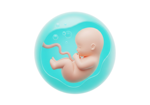 Human Fetus or Embryo Developing Inside a Protective Amniotic Sac - Prenatal Development 3D Medical Illustration