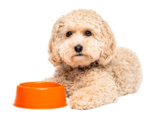 Adorable Fluffy Puppy Waiting by Orange Food Bowl isolated on a transparent background